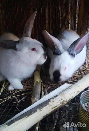 Кролики мясных пород