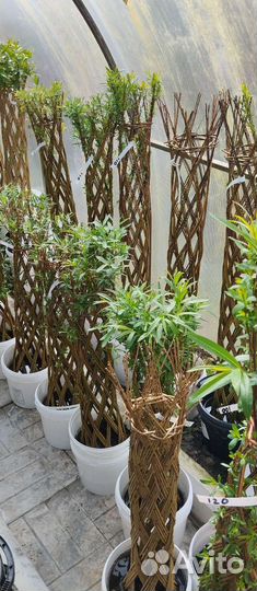 Плетеные деревья из ивы