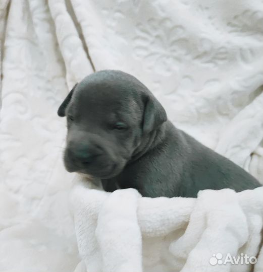 Щенок Пит-бультерьер