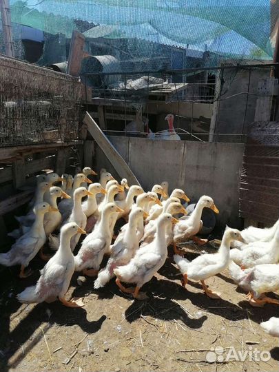 Гусята. Утята. Муларды. Цыплята