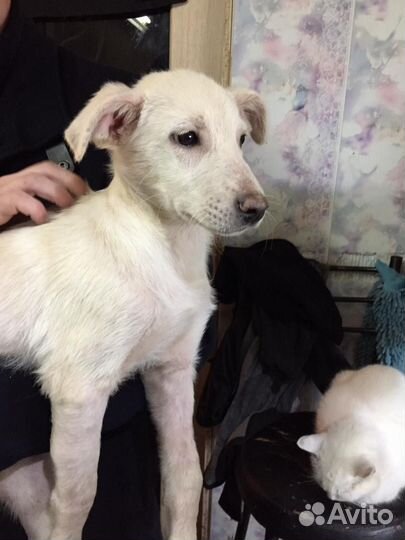 Щенок в добрые руки