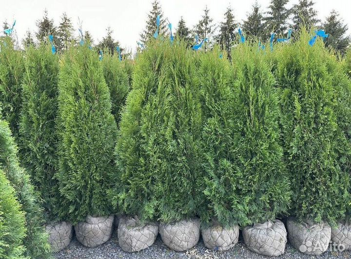 Туя западная Смарагд из питомника