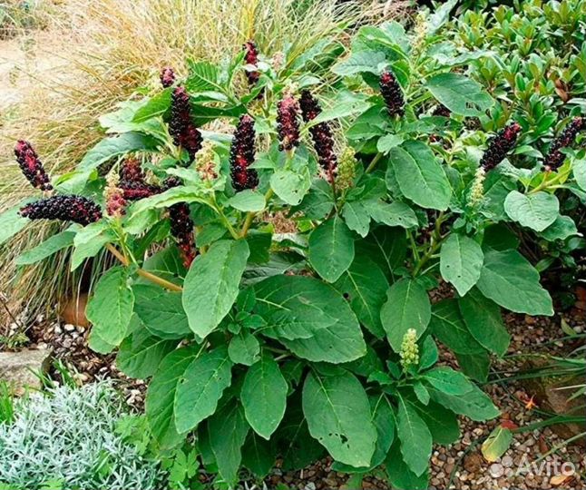 Фитолакка (лаконос), многолетник