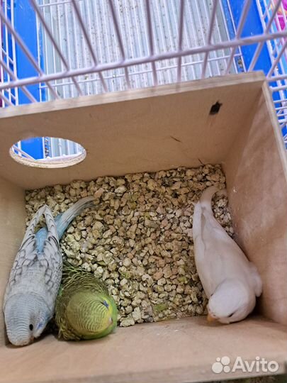 Птенцы волнистый попугай ручные