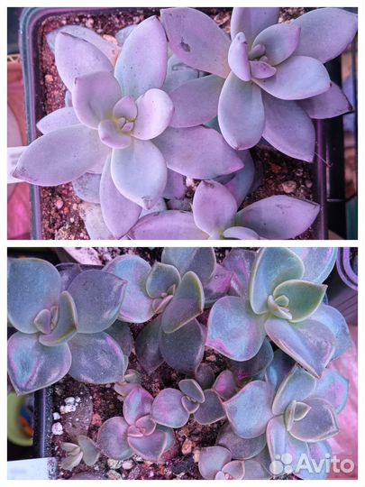 Суккуленты (граптоверии, пахиверии)