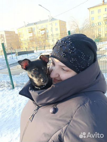 Маленькие собаки