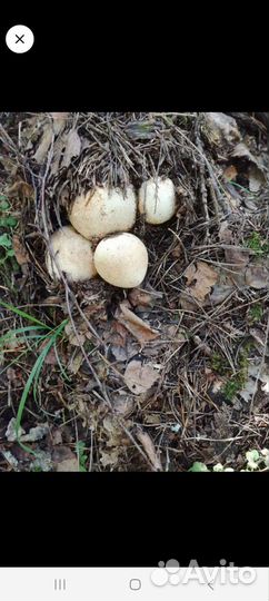 Гриб весёлка