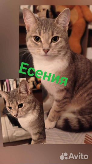 Кошка в дар бесплатно