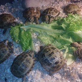 Central Asian Land Turtle