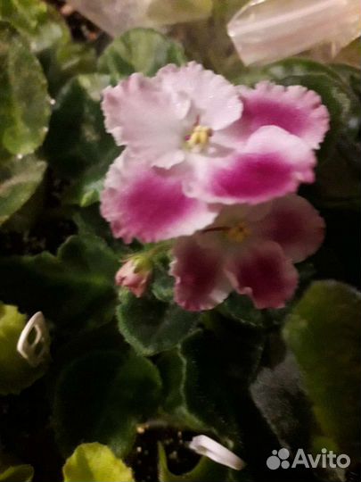 Домашняя цветущая Фиалка(сенполия)