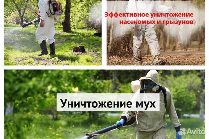 Уничтожение клопов тараканов грызунов блох клещей