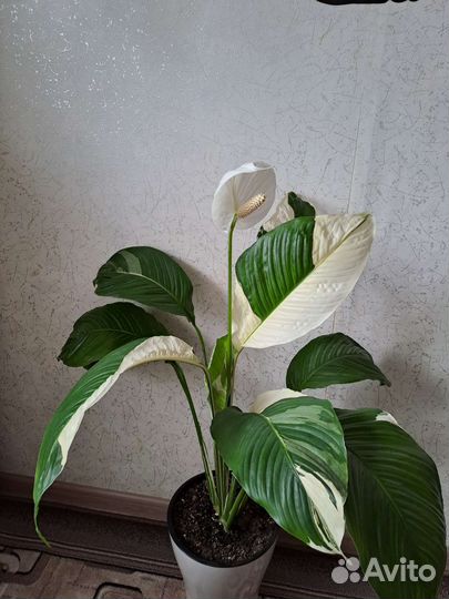Спатифиллум пикассо