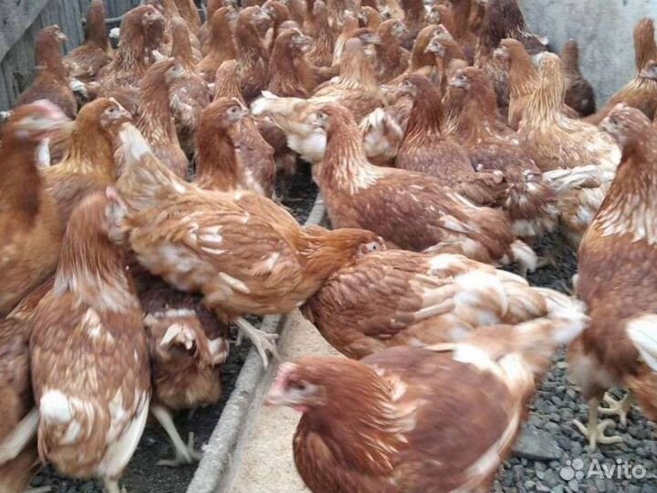 Куры-несушки