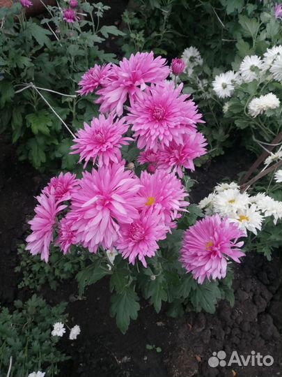 Хризантемы