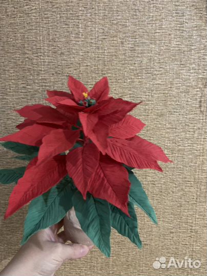 Пуансеттия