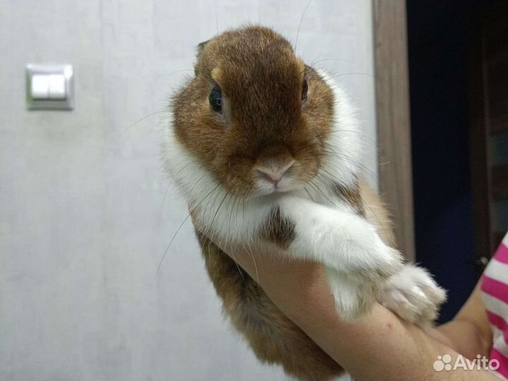 Вязка кроликов