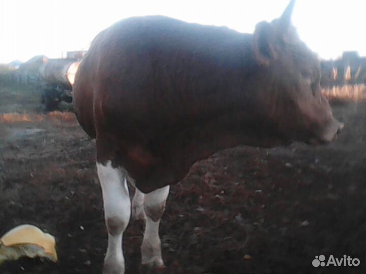 Бычки и быки