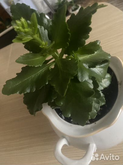 Комнатные цветы