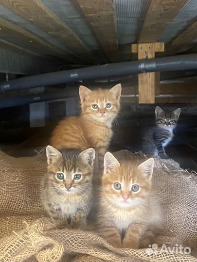 Кошка