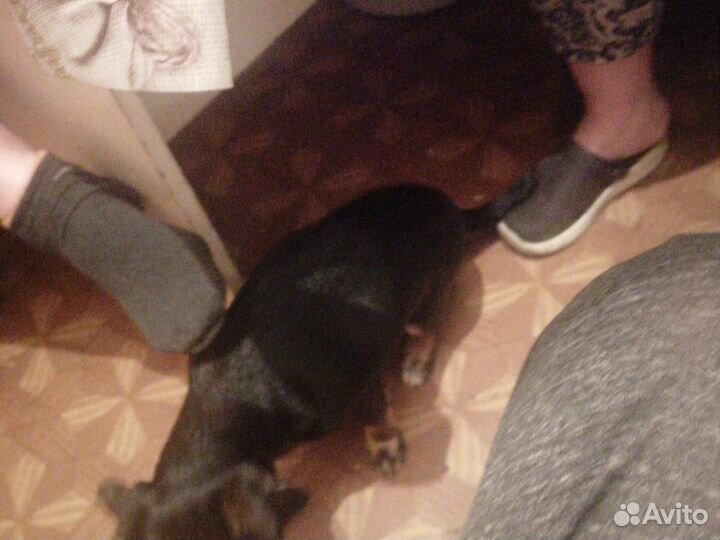 Собака в добрые руки щенок