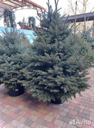 Ели от 0.8м