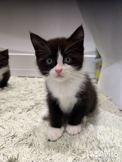 Котята