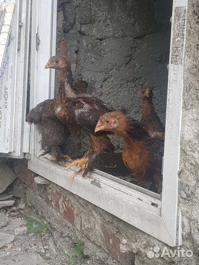 Цыплята Брама