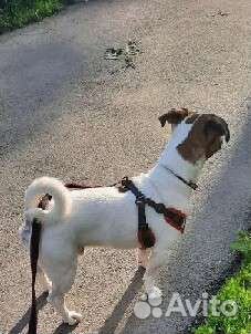 Вязка собак