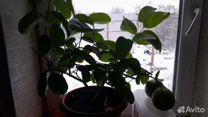 Продам плодоносящий лимон