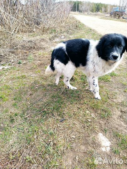 Собака в добрые руки