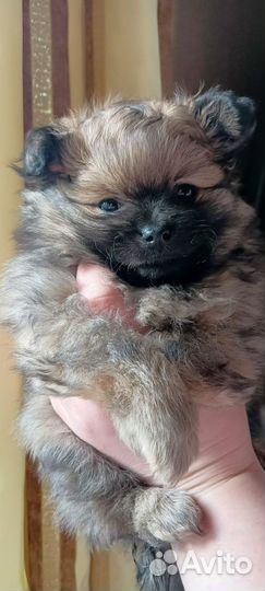 Немецкий шпиц