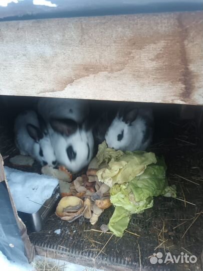 Продам кроликов
