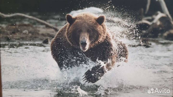 Картина репродукция