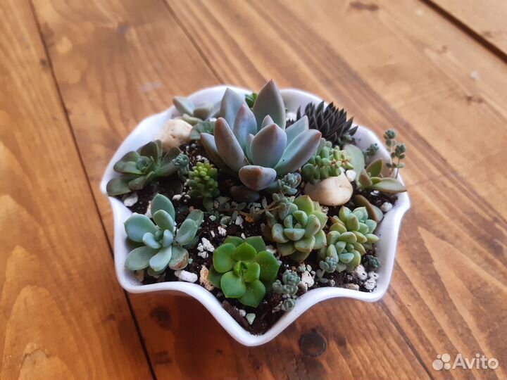 Садик из суккулентов