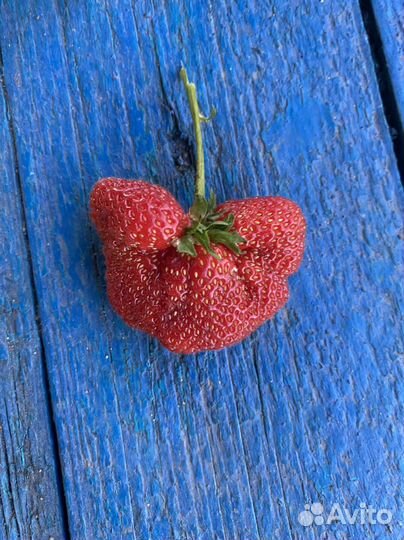 Элитная Земляника клубника саженцы