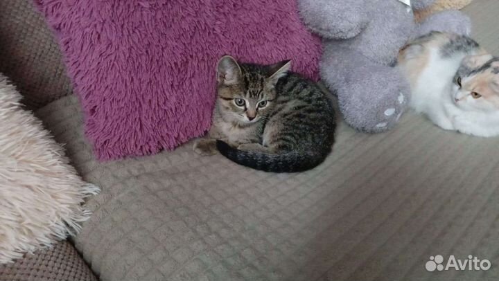 Котенок очень ищет дом