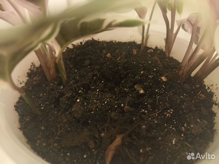 Калатея White fusion