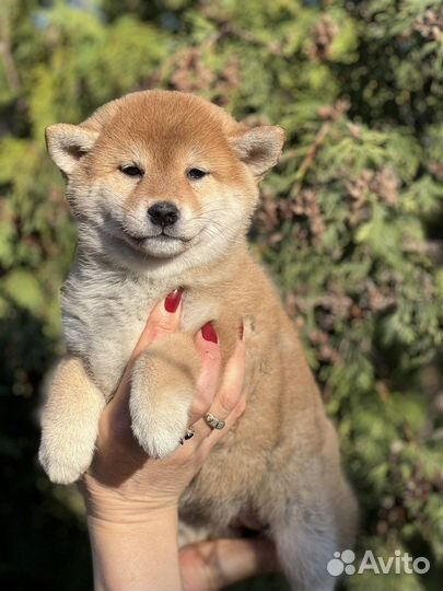 Сиба ину девочка