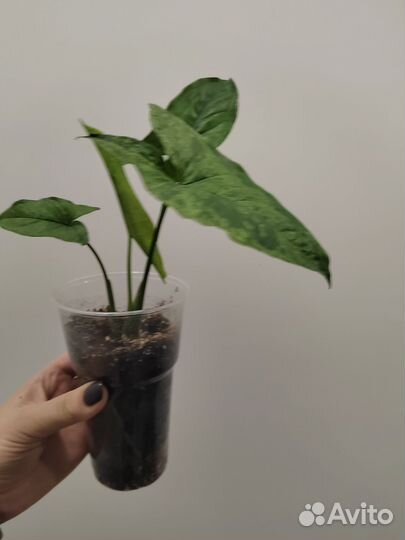 Сингониум Моттлед Арроухед