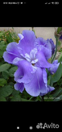 Многолетники садовые