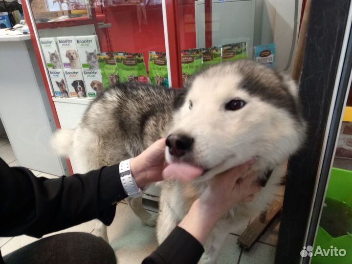 Сибирский хаски бесплатно