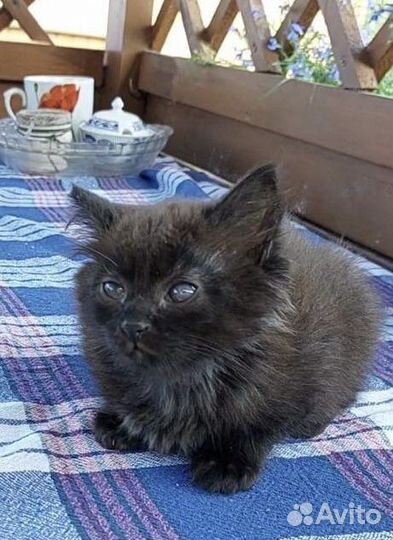 Котёнок девочка в добрые руки