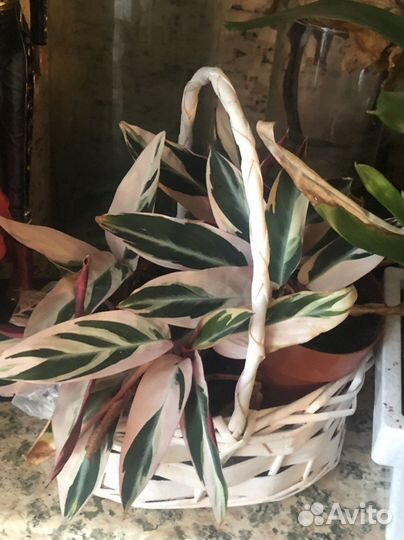 Комнатные растения: педилантус, страманта,манки