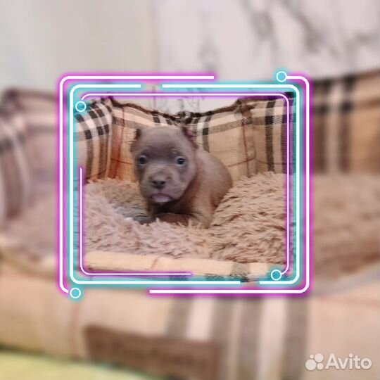 Ам. Булли голубого окраса
