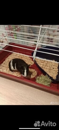 Морская свинка