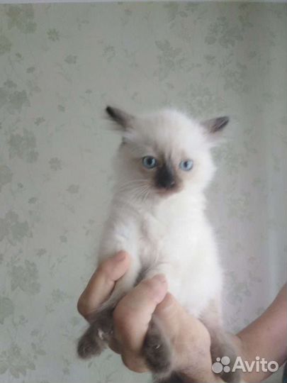 Мальчик и девочка в ответственные руки