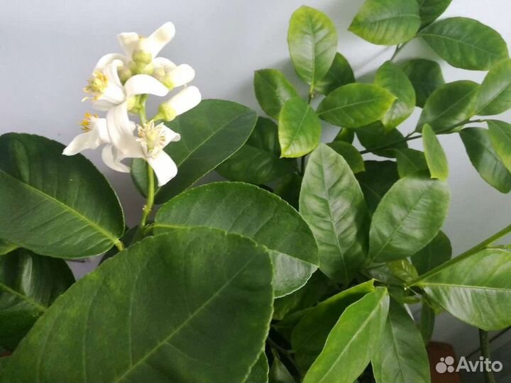 Лимоны плодоносящие