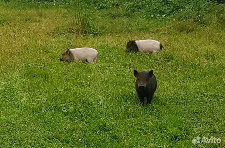 Поросята кармалы (вьетнамка + мангалица)