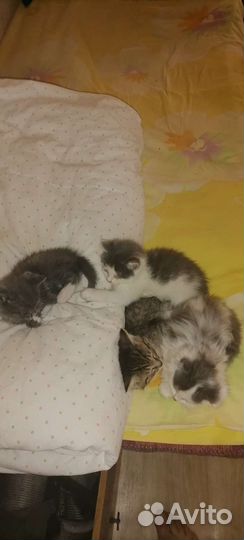 Отдам бесплатно