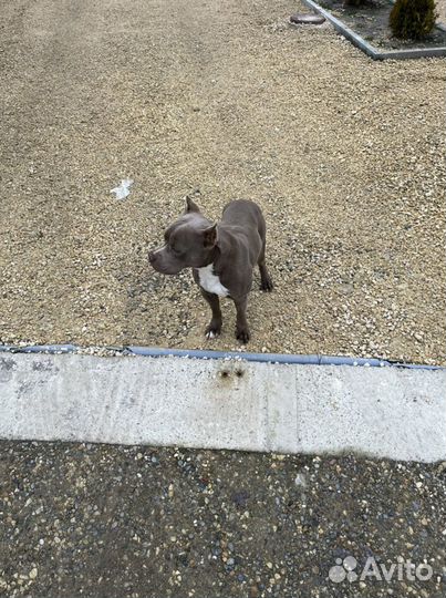 Питбуль вязка